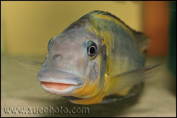 Petrochromis cf. polyodon 'Tembwe Deux'